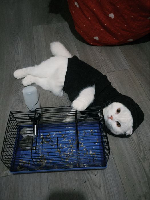 вислоухая кошка