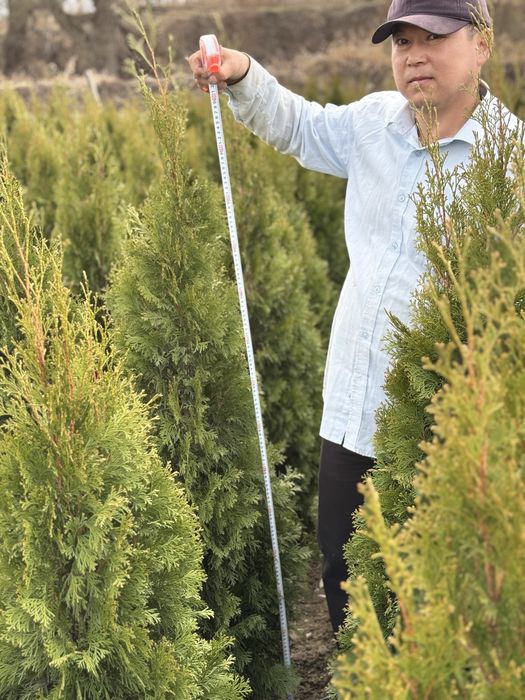 Туя смарагд 150-180 см