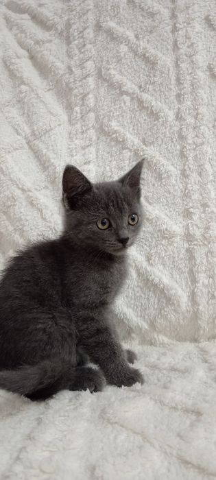 Милая кошечка. Отдадим в добрые ручки.