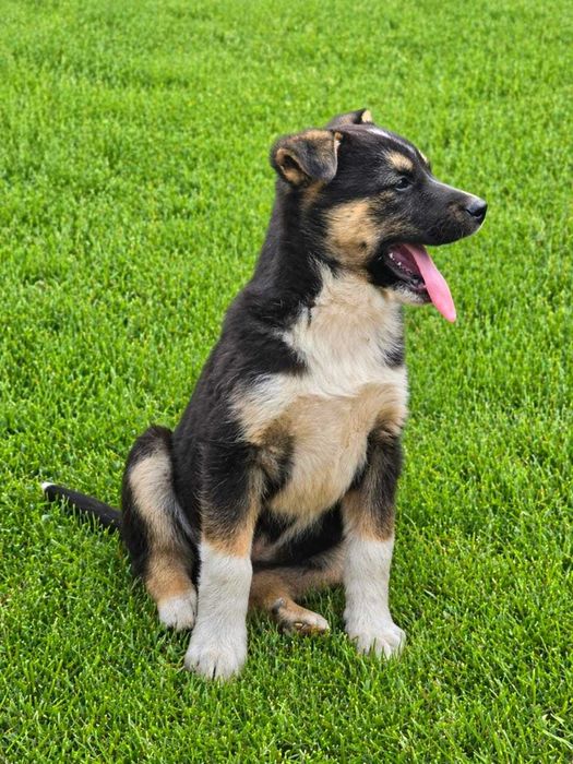 Две маленькие охранницы ждут своего Человека