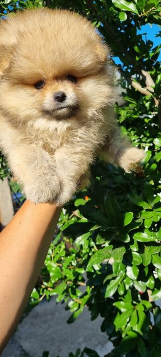 Померан померанчета