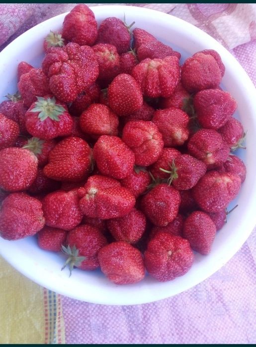 Qulupnay kõchatni zõri