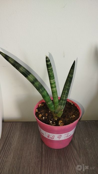 Sansiveriya silindrika