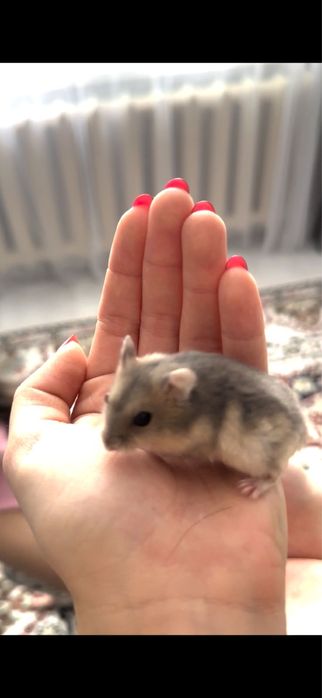 Продам хомяка и клетку