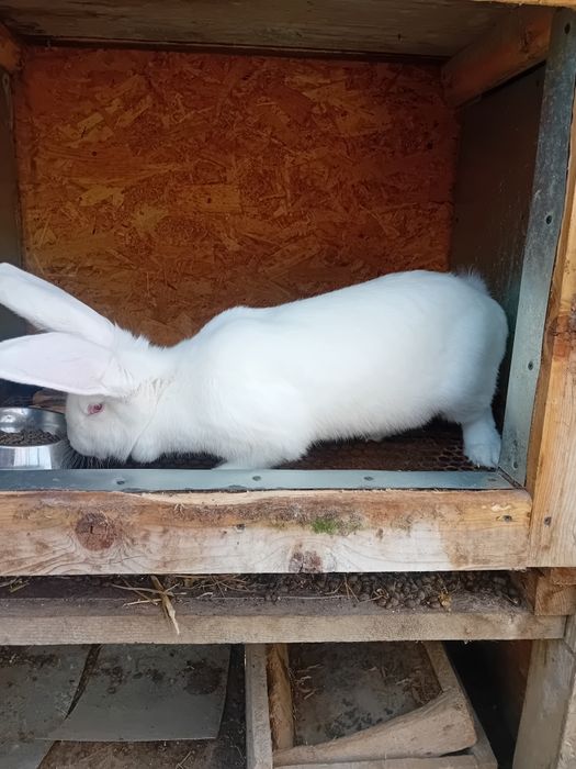 Vând iepurița rasa combunată de german cu belgian