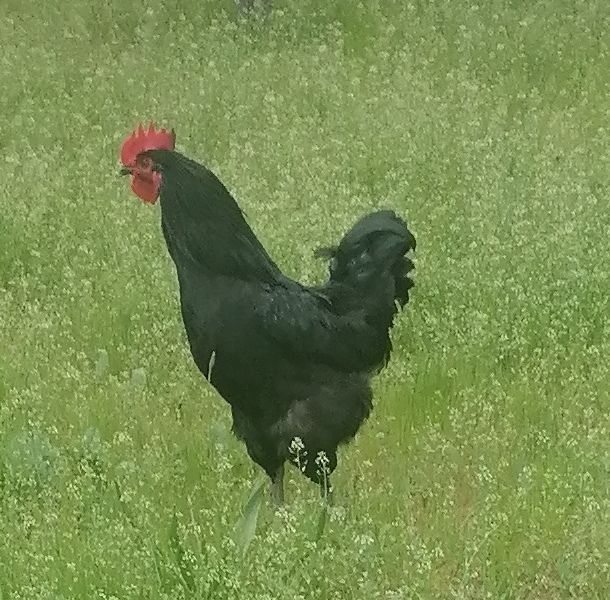 Йош чиройли кора хорозни товука алмашаман