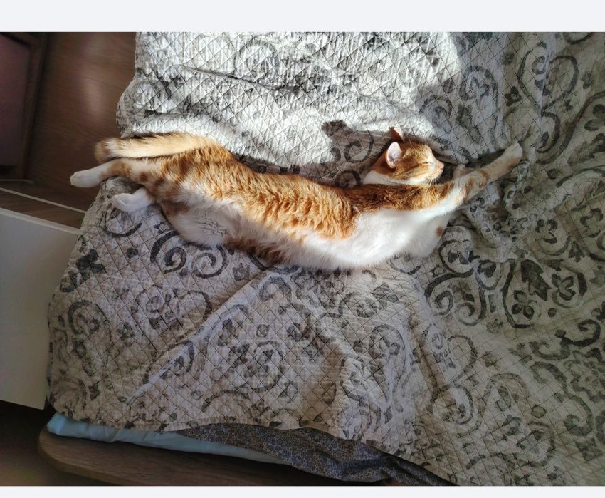 Търся дом на този рижав красавец