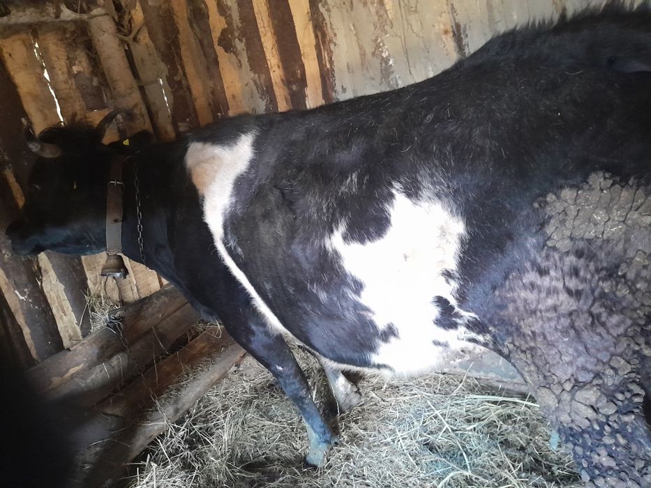 Vacà vacà gestantà, vaca are 7 ani ,mai multe detali la telefon  07538