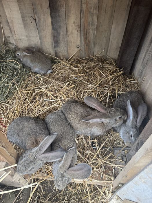 Iepurasi urias german 2 luni