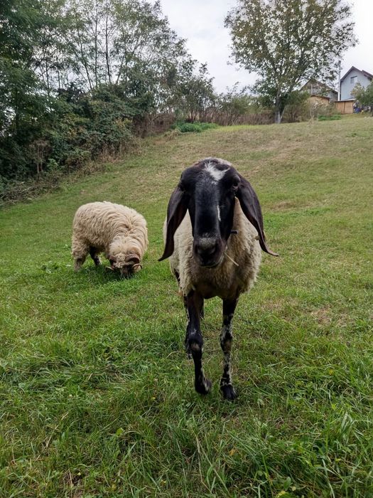 Vand oi. Doua oi, un berbec si un miel