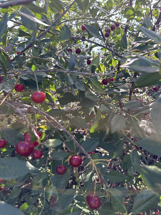 Продам дачу в СО «Химик»