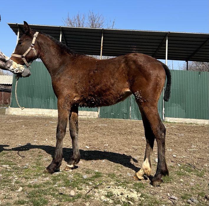 Англо араб тай….