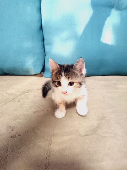 Отдам котят в хорошие руки