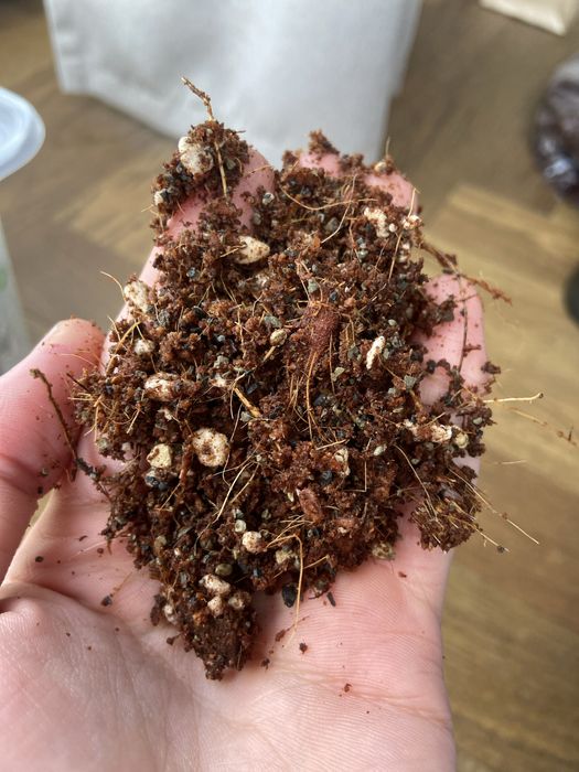 грунт/земля для ароидных растений