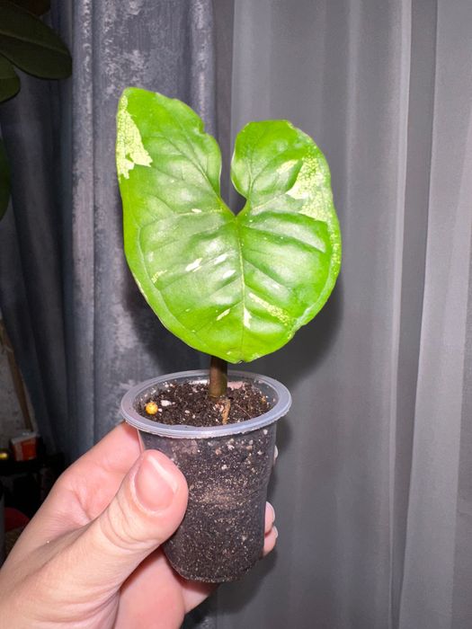 Продам разные цветочки