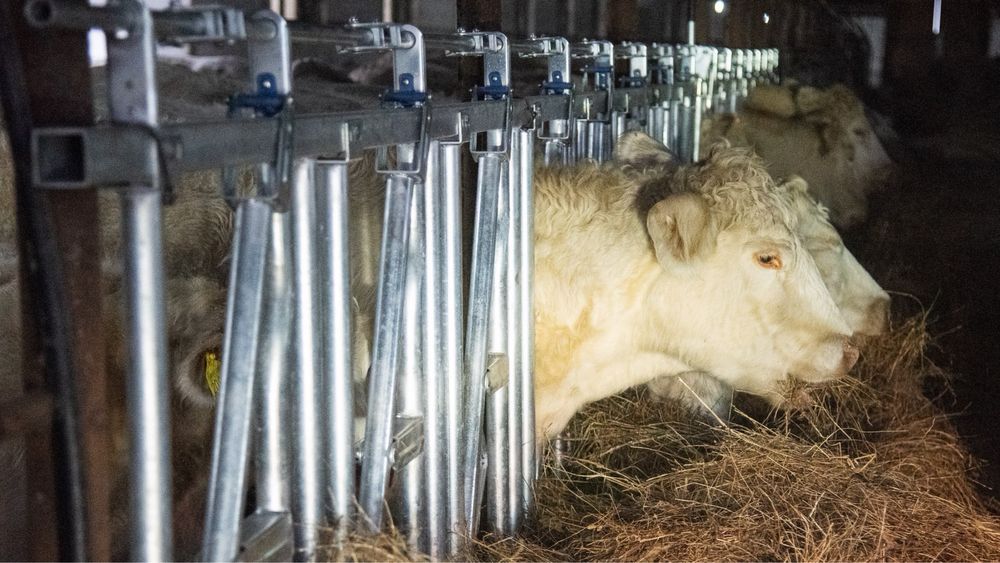 Front de Furajare Bovine