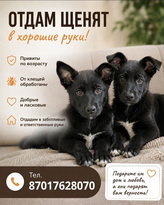 Пристраиваются щенки