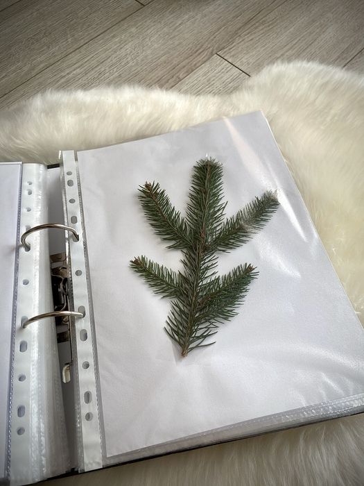 Ierbar biologie botanica