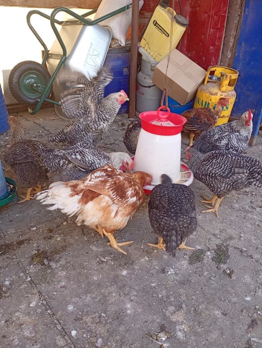 Păsări cocosi  de vanzare