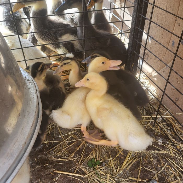 Puișori de rață de diferite vîrste vrea să zbore.