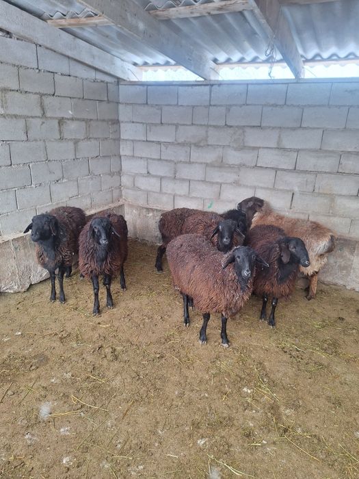 Бордақы тоқтылар сатылады