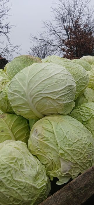 Vând varză albă proaspătă și murată