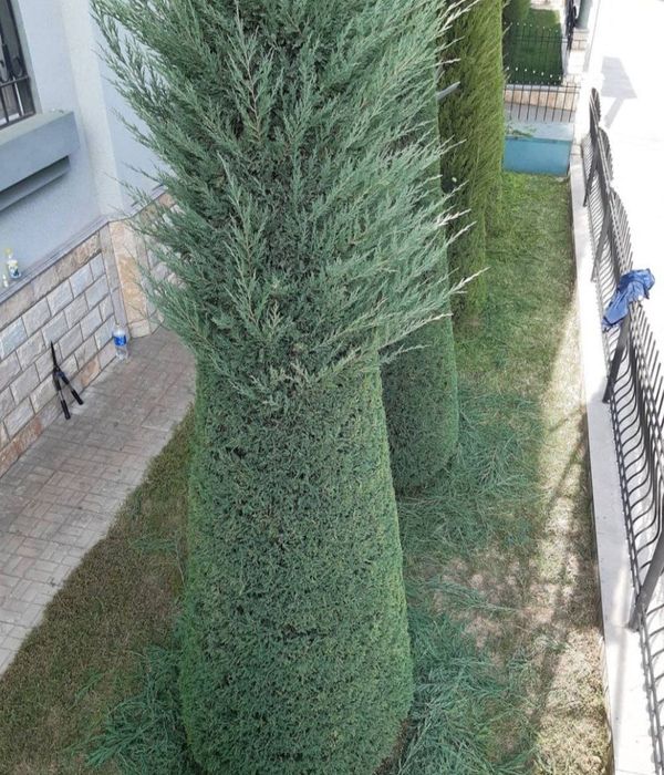 Gazon archa landshaft dizayni