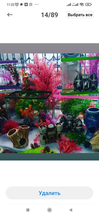 Рыбка петушок. Навои Торайгырова