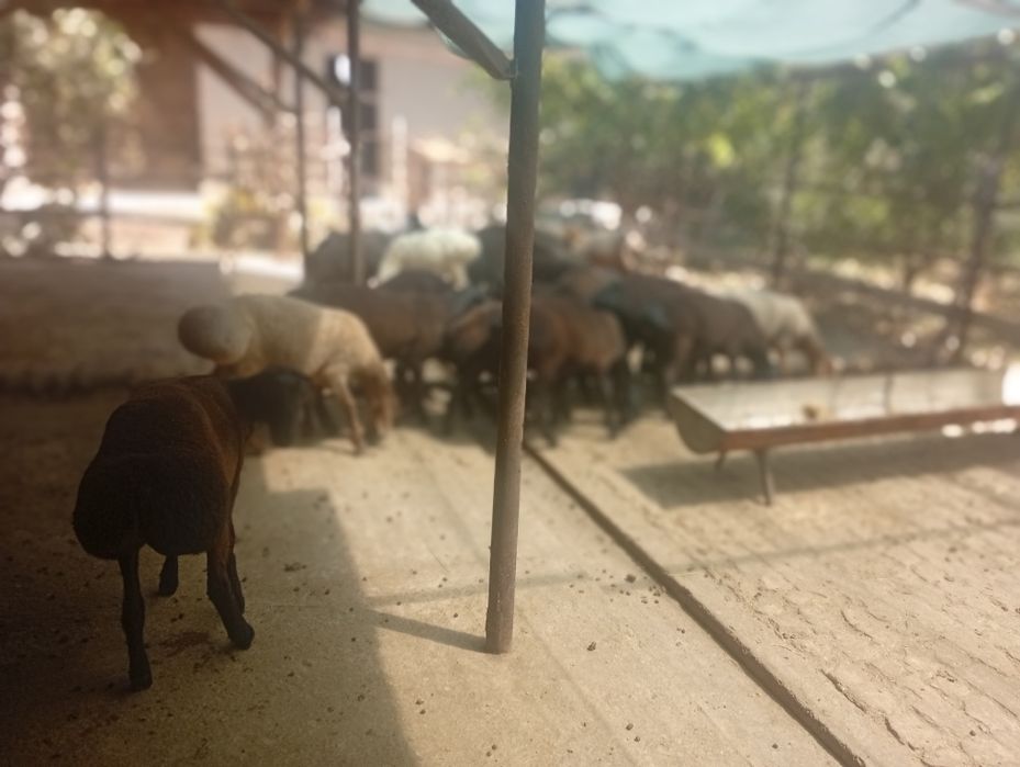 Qoʼchqorlar sotiladi sogʻlom yeb ichishi zoʼr soni 12ta