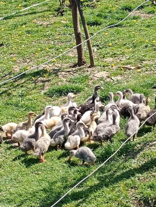 Boboci de rațe polare