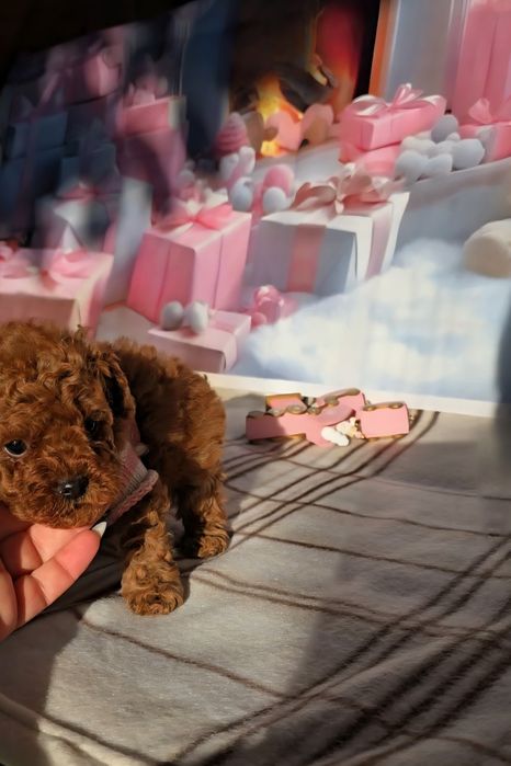 !РЕЗЕРВИРАНО!Пудел той с родословие - 5 поколения назад