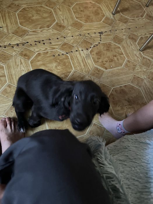 Отдам щенка Английский Спаниель