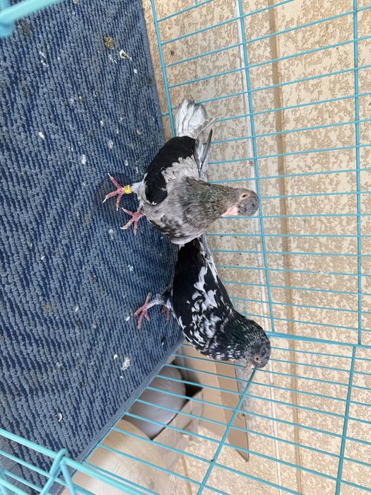 Челкар кара пат