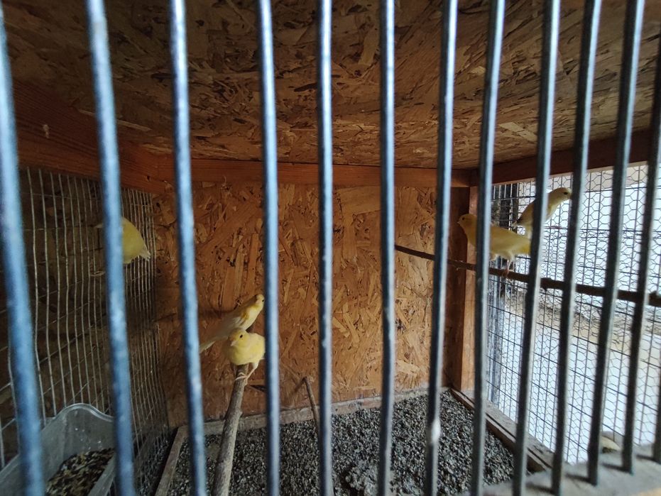 Продавам млади канари