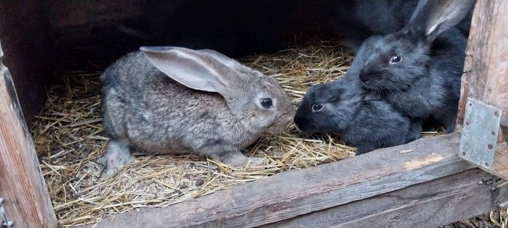 Продам кроликов.