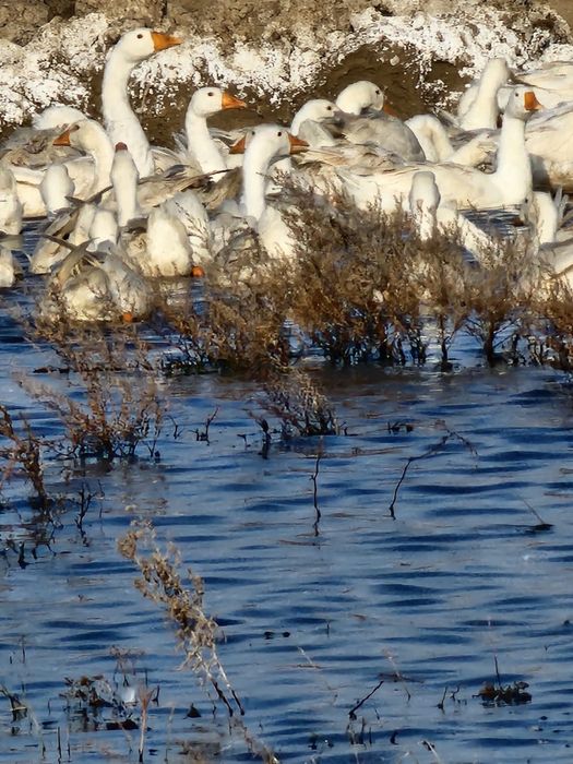 Гуси, индейка  оптом