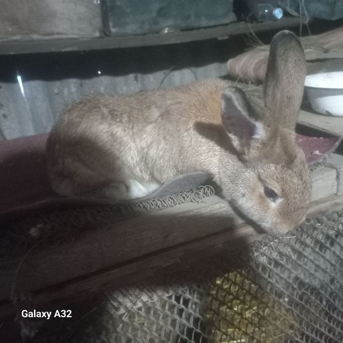 Продам кролей великонов