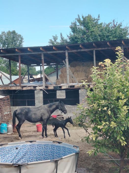 Продам кобылу с жеребенком