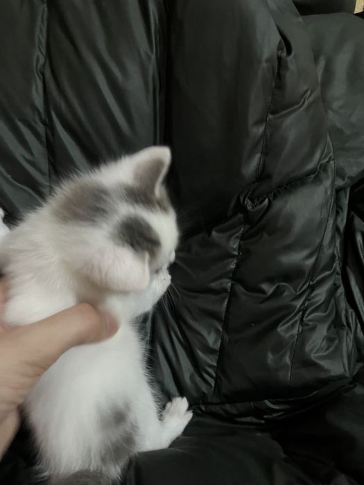 Кішкентай мысықтар сатылады