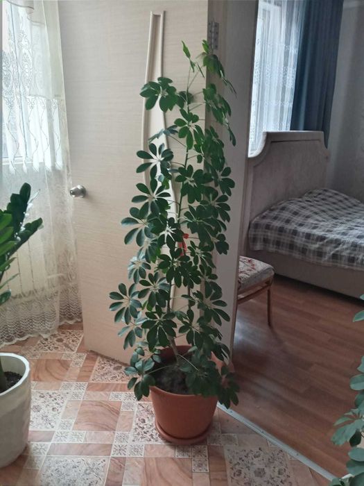 Продам комнатные растения