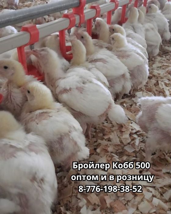 Куры несушки, цыплята бройлерные