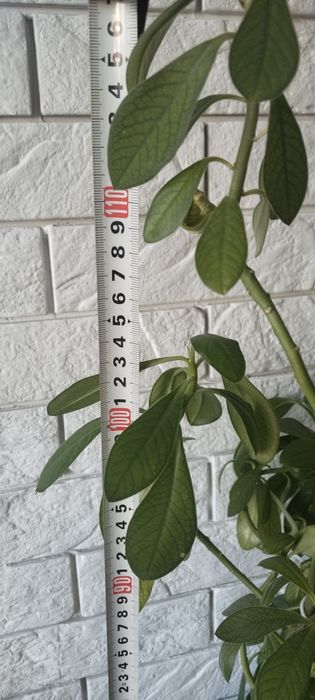 Цветок Молочай. Молочай.