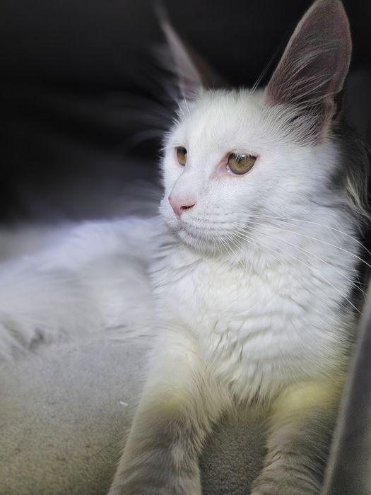 кошка мейн кун белый