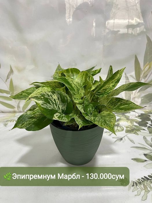 Эпипремнум золотистый,