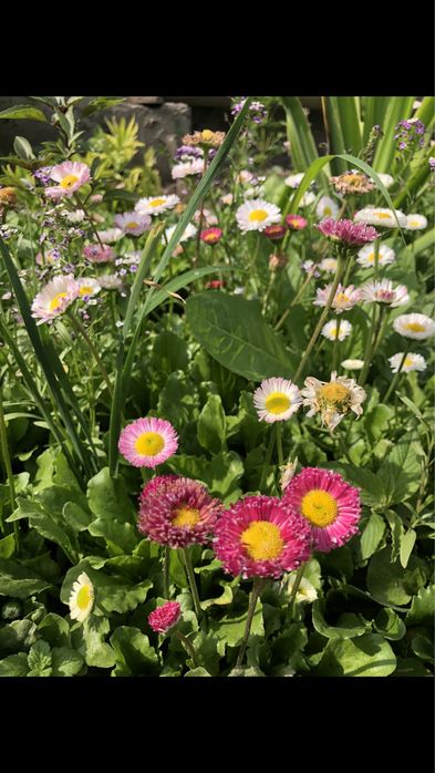 Продам садовые цветы (Байсерке)