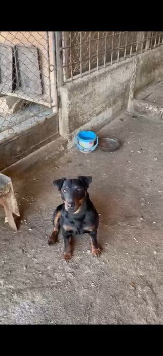 Jagd terrier cu pedigree