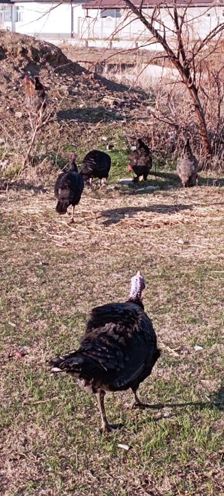 Индюк, индюшки чёрный принц