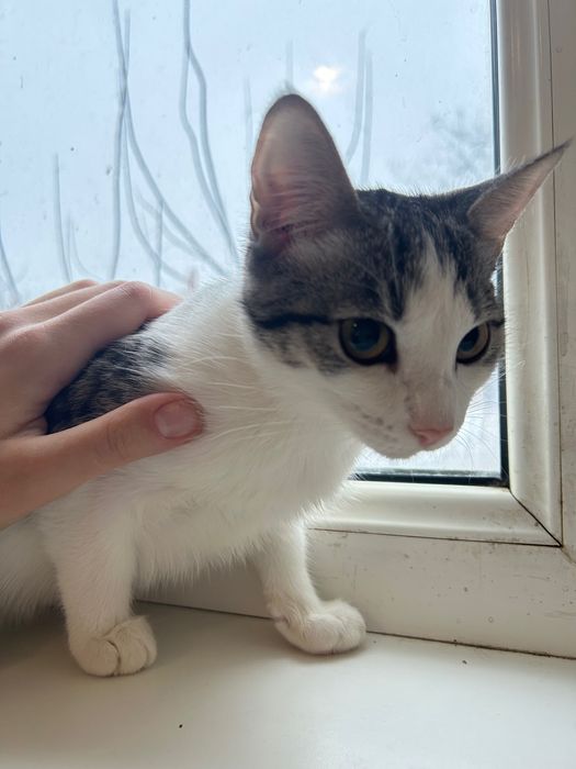 Котята девочки 5 месяцев