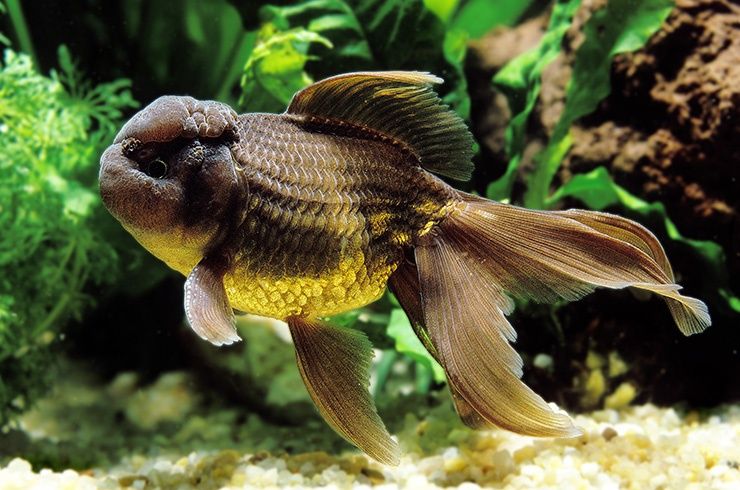 Оранда, черно-красная, золотая рыбка, рыбки, аквариум