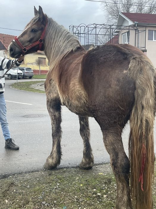 Vand manza de 3 pe 4 ani foarte blanda!